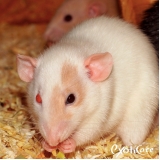 consulta veterinário para rato Jardim Everest