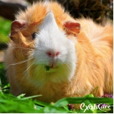 consulta veterinário porquinho índia preço Cachoeirinha