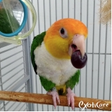 hospedagem-hospedagem-para-animais-exoticos-consultorio-hospedagem-para-animais-exoticos-jaguare