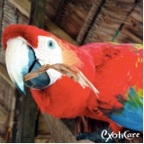 aves-veterinario-aves-clinica-de-veterinario-calopsita-vila-marisa-mazzei