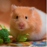 consultório hotel para roedores Casa Verde