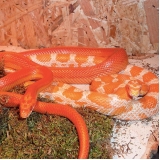 cuidados corn snake valor Piqueri
