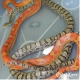 cuidados corn snake Parque Anhembi