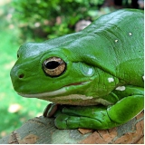 encontrar veterinário para anfíbios Freguesia do Ó