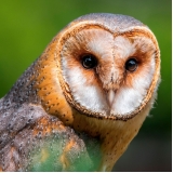 encontrar veterinário para coruja Barra Funda