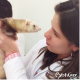 encontrar veterinário para ferret Vila Anastácio
