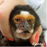 encontrar veterinário para macaco Sumaré
