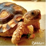 encontrar veterinário silvestre Vila Ida