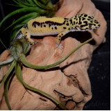 especialista em gecko valores Chora Menino