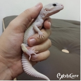 especialista em gecko Freguesia do Ó