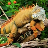 especialista em iguana preço Vila Guilherme