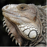 especialista em iguana valores Limão