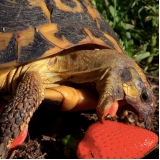 especialista em jabuti preço Consolação