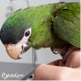 especialista em pássaros Parque Anhembi