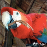 hospedagem para aves preço Vila Nova Cachoeirinha