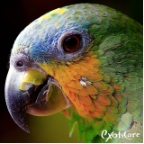 aves-veterinario-aves-clinica-de-veterinario-de-aves-grandes-vila-albertina