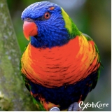 hospedagem para aves Vila Anglo Brasileira