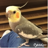 hotel aves São Domingos