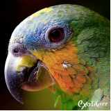 hotel para animais valor Vila Romana