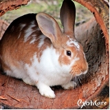 hotel para animais Cachoeirinha