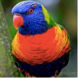 hotel para aves valor Jardim Bonfiglioli