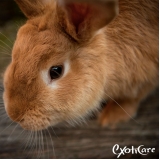 hotel para coelho Pinheiros