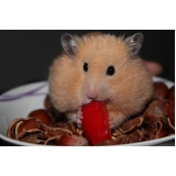 hotel para hamster valores Mandaqui