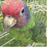 hotel para papagaio valores Vila Ipojuca