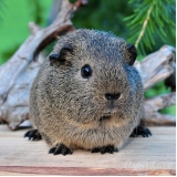 hotel para roedores preço Jardim Everest