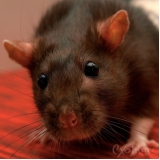 hotel para roedores valor Vila Buarque