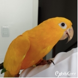 internação para papagaio valores Vila Ida