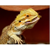 Consulta para Pogona