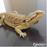 Veterinário para Lagartos