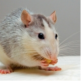 onde encontrar castração de rato Santana