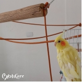 onde encontrar veterinário calopsita Jardim Paulista