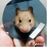 onde encontrar veterinário de hamster Conjunto Residencial Butantã