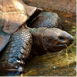 onde encontrar veterinário de jabuti Jardim Everest