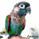 onde encontrar veterinário de pássaros filhotes Pinheiros