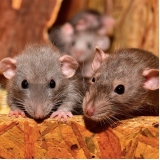 onde encontrar veterinário de rato Higienópolis