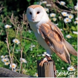 aves-veterinario-aves-clinica-de-veterinario-calopsita-mandaqui