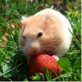 onde encontrar veterinário para hamster Alto de Pinheiros
