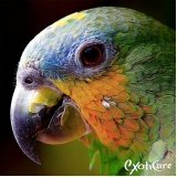 onde encontrar veterinário para papagaio São Domingos