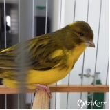 onde encontrar veterinário para pássaros Liberdade