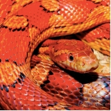 onde encontro cuidados corn snake Pompéia