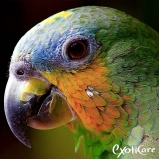 onde encontro veterinário de animais silvestres Imirim