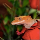onde encontro veterinário para gecko Vila Buarque