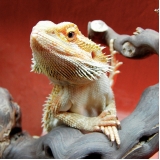 onde encontro veterinário para pogona Jardim Bonfiglioli