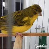 onde tem clínica para pássaros Nossa Senhora do Ó