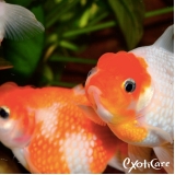 onde tem clínica para peixes Bela Vista