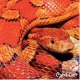 onde tem clínica para répteis Vila Pirituba